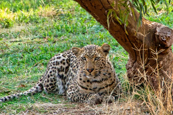 Leopard Panthera Pardus Kruger Nationalpark Südafrika Afrika — Stockfoto