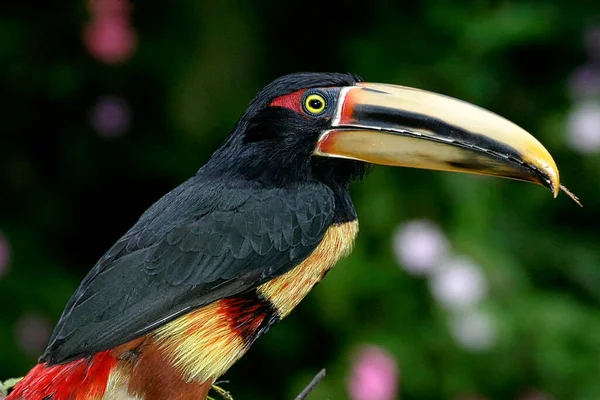 Aracari Pteroglossus Torquatus Mindo Nambillo Cloud Forest Reserve Pichincha Ekwador — Zdjęcie stockowe