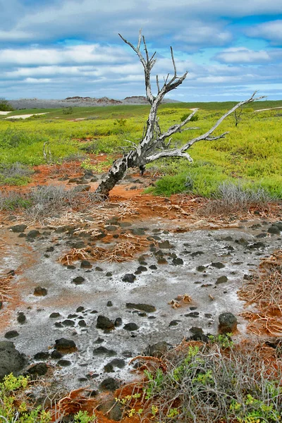 Galapagos Islands Lanscape, Galapagos Islands, Galapagos National Park, UNESCO World Heritage Site, Pacific Ocean, Ecuador