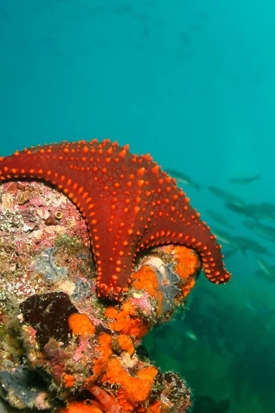Kızıl Deniz Yıldızı, Galapagos Adaları, Galapagos Ulusal Parkı, UNESCO Dünya Mirası Alanı, Pasifik Okyanusu, Ekvador, Amerika