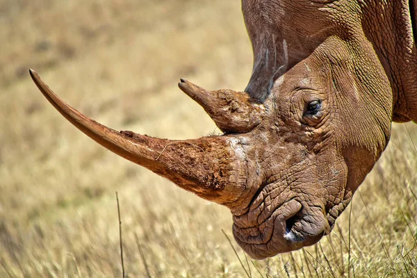ホワイト セラテリウム シミュレーション 正方形の唇のサイ Rhino ライオン自然保護区 南アフリカ アフリカ — ストック写真
