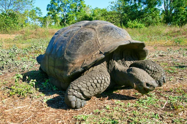 Galápagos Tartaruga Gigante Chelonoidis Nigra Ilhas Galápagos Parque Nacional Galápagos — Fotografia de Stock