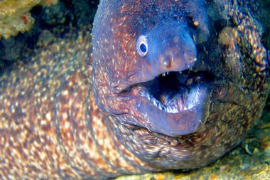 Akdeniz Moray, Muraena helena, Cabo Cope Puntas del Calnegre Doğal Parkı, Akdeniz, Murcia, İspanya, Avrupa