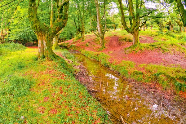 Otzarreta Beech Forest Parque Natural Gorbeia Bizkaia País Basco Espanha — Fotografia de Stock