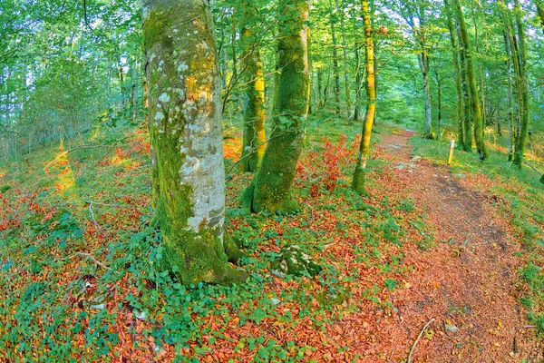 Waldlandschaft Naturpark Valderejo Valdegovia Alava Baskenland Spanien Europa — Stockfoto