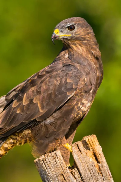 Buzzard Buteo Buteo Spanyol Erdő Kasztília Leon Spanyolország Európa — Stock Fotó