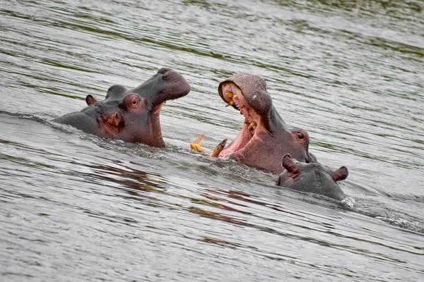 Ιπποπόταμος Hippopotamus Amphibius Kruger National Park Νότια Αφρική Αφρική — Φωτογραφία Αρχείου