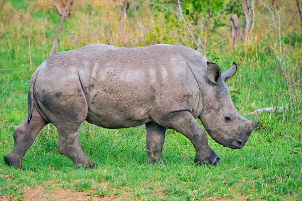 White Rhinoceros Ceratotherium Simum Square Lipped Rhinoceros Kruger National Park — стокове фото