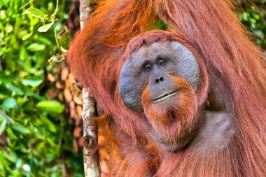 Orangutan, Pongo pigmaeus, Tanjung Puting Ulusal Parkı, Borneo, Endonezya