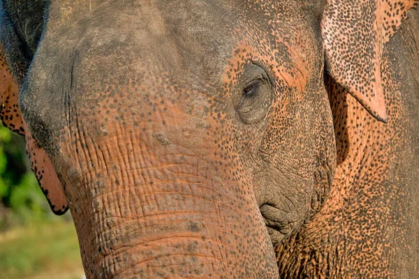 Éléphant Sri Lanka Elephas Maximus Maximus Parc National Wilpattu Sri — Photo