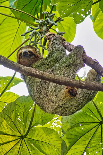 Pale Throated Sloth Bradypus Tridactylus Three Toed Sloth Tropical Rainforest — Stock Photo, Image