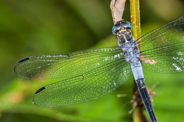 Dragonfly Τροπικό Τροπικό Δάσος Marino Ballena National Park Uvita Osa — Φωτογραφία Αρχείου