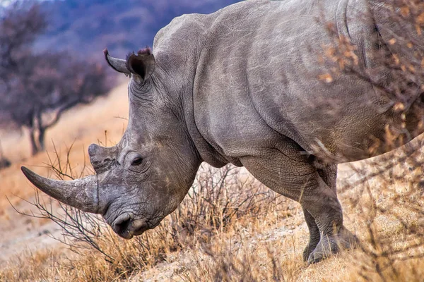 Rhinocéros Blanc Ceratotherium Simum Rhinocéros Lèvres Carrées Sanctuaire Khama Rhino — Photo