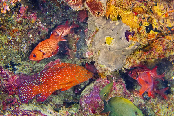 Coral Grouper Cephalopholis Miniata Soldados Inmaculados Arrecife Coral Atolón Ari — Foto de Stock