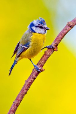 Blue Tit, Parus caeruleus, Spanish Forest, Castile and Leon, Spain, Europe