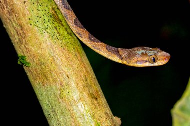 Mapepire Corde Violon, Blunthead Tree Snake, Imantodes cenchoa, Tropikal Yağmur Ormanları, Corcovado Ulusal Parkı, Osa Koruma Alanı, Osa Yarımadası, Kosta Rika, Orta Amerika,