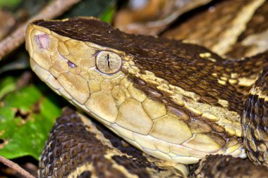 Fer-de-lance Viper, Terciopelo Viper, Bothrops asper, Tropikal yağmur ormanı, Kosta Rika, Orta Amerika, Amerika