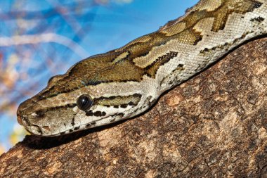 Afrika Kaya Pitonu, Python natalensis, Chobe Ulusal Parkı, Botswana, Afrika