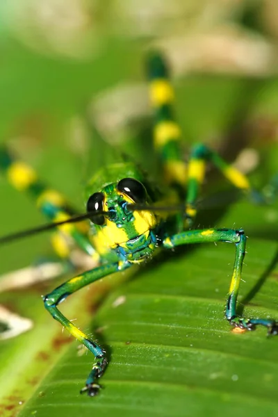 Tropical Grasshopper Rainforest Napo River Basin Amazonia Ecuador America — Φωτογραφία Αρχείου