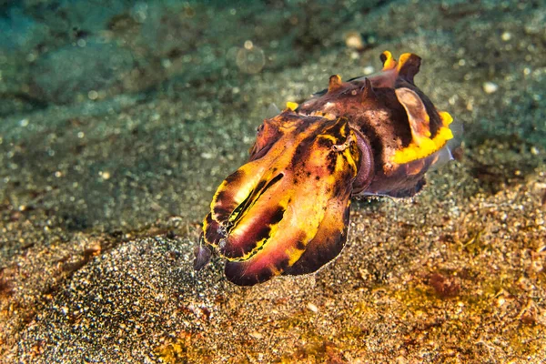 Tintenfisch Flamboyant Tintenfisch Metasepia Pfefferi Lembeh Nordsulawesi Indonesien Asien — Stockfoto