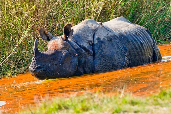 Greater One Horned Rhinoceros Indian Rhinoceros Asian Rhino Rhinoceros Unicornis — Stock Photo, Image