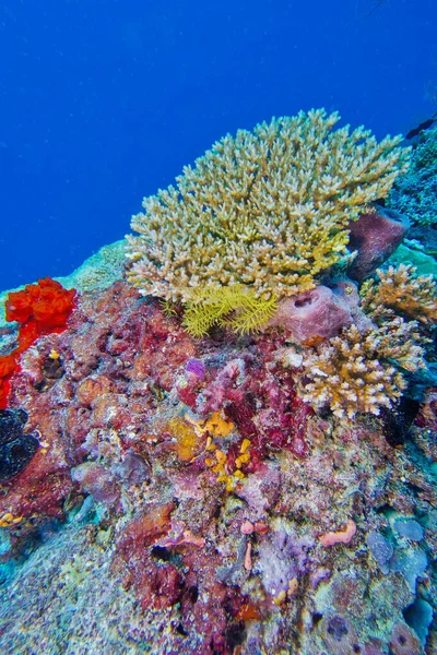 Koralowiec Twardy Rafa Koralowa Koralowiec Budowlany Atol Północny Ari Malediwy — Zdjęcie stockowe