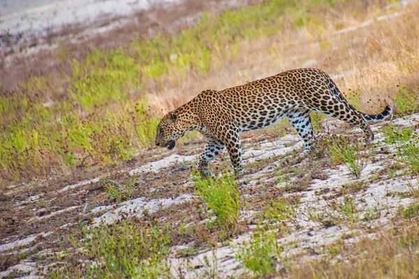 Sri Lanka Leopardo Kotiya Chiruthai Panthera Pardus Kotiya Wilpattu National — Fotografia de Stock