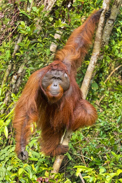 Мбаппе Pongo Pygmaeus Национальный Парк Танкинг Борнео Индонезия — стоковое фото