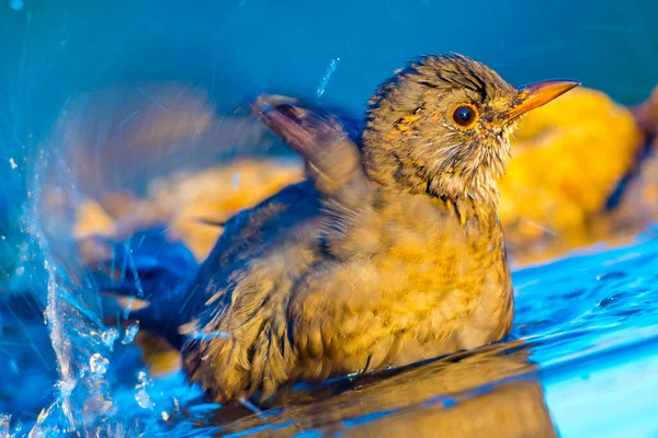 Blackbird Turdus Merula Forest Pond Spanish Forest Castile Leon Spain — 스톡 사진