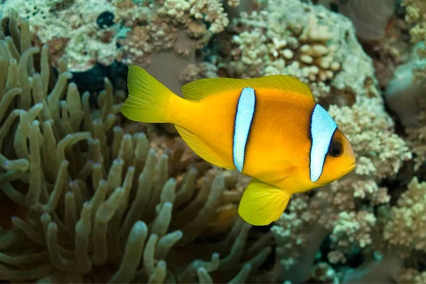 Red Sea Clownfish Two Banded Anemonefish Amphiprion Bicintus Red Sea Royalty Free Stock Photos