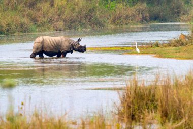 Büyük Boynuzlu Gergedan, Hintli Gergedan, Asyalı Gergedan, Gergedan, Tekboynuz, Bataklık, Kraliyet Bardia Ulusal Parkı, Bardiya Ulusal Parkı, Nepal, Asya