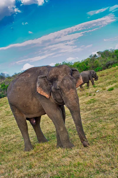 Éléphant Sri Lanka Elephas Maximus Maximus Parc National Kaudulla Sri — Photo