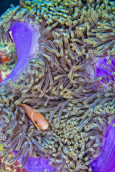 Anémona Aleta Negra Amphiprion Nigripes Magnificent Sea Anemone Heteractis Magnifica — Foto de Stock