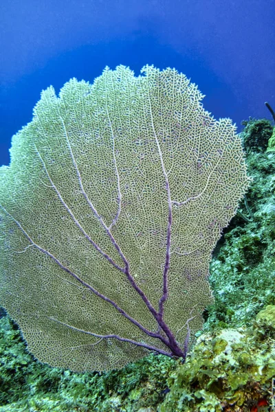 Gorgonian Gigante Recife Coral Mar Caribe Isla Juventud Cuba América — Fotografia de Stock