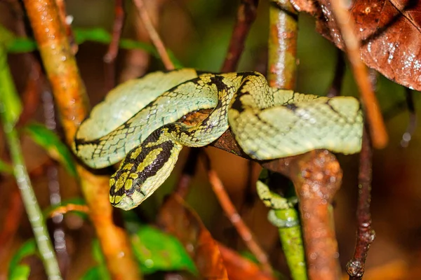 Sri Lanka Green Pit Viper Trimeresurus Trigonocephalus Sinharaja National Park — Foto Stock