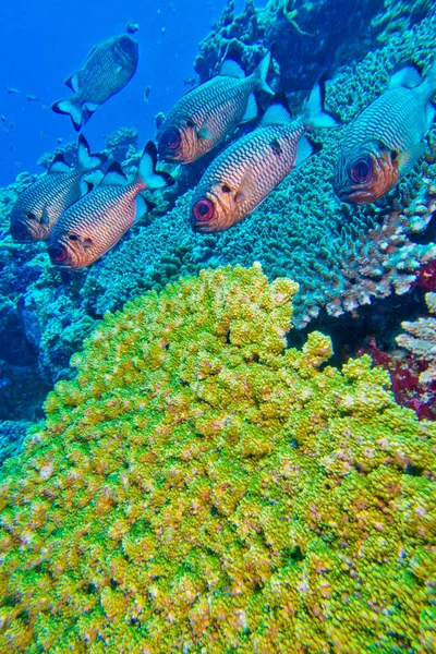 Brąz Soldierfish Myripristis Adusta Północny Atol Ari Malediwy Ocean Indyjski — Zdjęcie stockowe