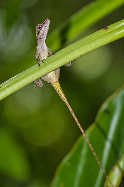 Anolis Anole Lizard Tropical Rainforest Marino Ballena National Park Uvita — стокове фото