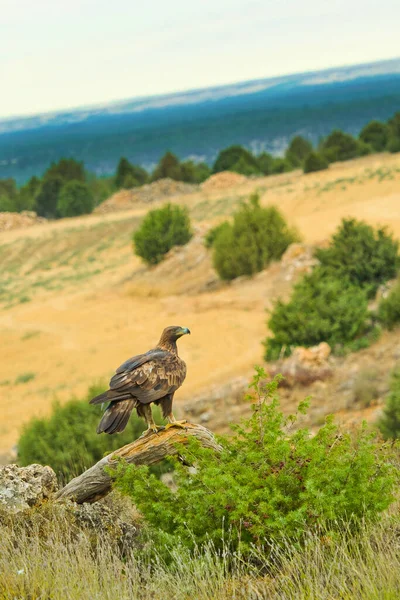 Steinadler Aquila Chrysaetos Spanischer Wald Kastilien Und León Spanien Europa — Stockfoto