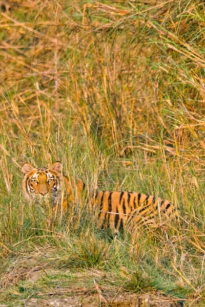 Bengal Tiger Panthera Tigris Tigris Εθνικό Πάρκο Royal Bardia Εθνικό — Φωτογραφία Αρχείου