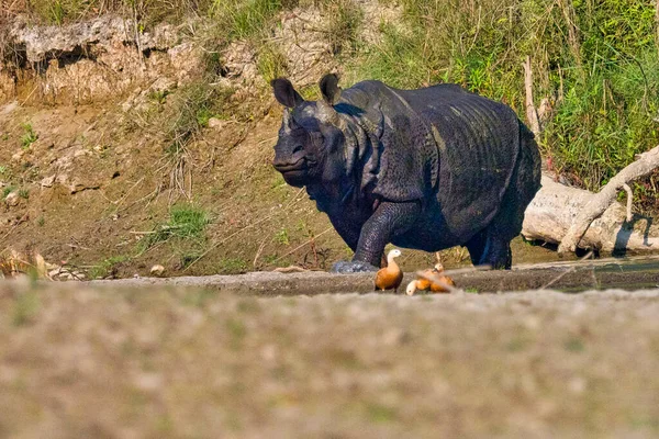 Rhinocéros Une Corne Rhinocéros Inde Rhinocéros Asie Rhinocéros Unicornes Zones — Photo