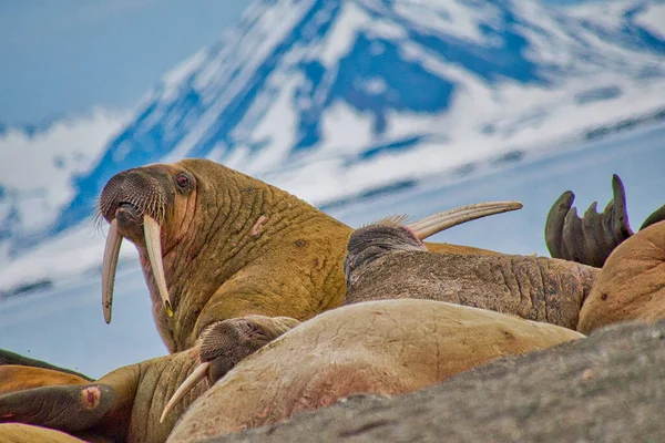 Walrus Odobenus Rosmarus Arctisch Gebied Spitsbergen Noorwegen Europa — Stockfoto