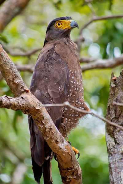 Armalı Yılan Kartalı, Dökülen Çita, Wilpattu Ulusal Parkı, Sri Lanka, Asya