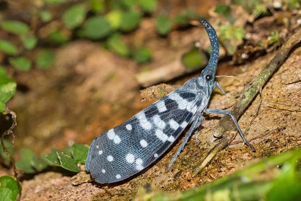 Lantern Bug Planthopper Hemipteran Pyrops Maculatus Sinharaja National Park Rain — 图库照片
