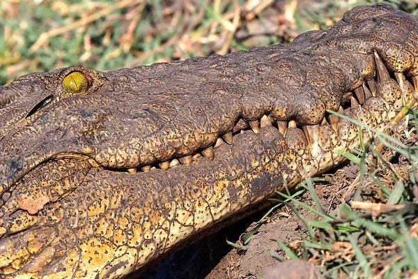 Nijlkrokodil Crocodylus Niloticus Chobe River Chobe National Park Botswana Afrika — Stockfoto