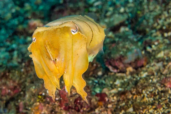 Tintenfisch Broaoclub Tintenfisch Sepia Latimanus Lembeh Nordsulawesi Indonesien Asien — Stockfoto