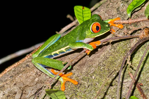 Red-eyed Tree Frog, Agalychnis callidryas, Tropical Rainforest, Costa Rica, Central America, America