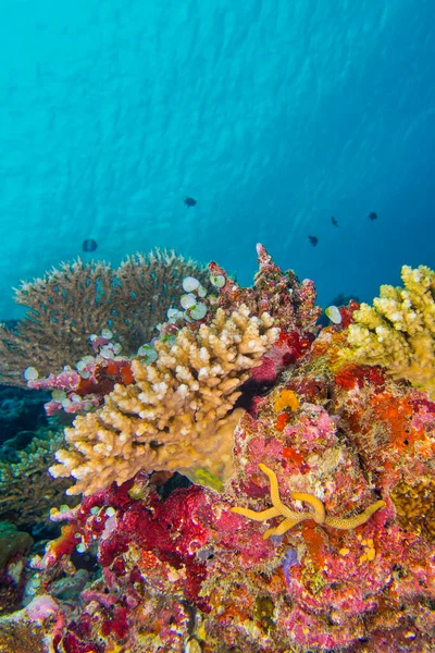 Rafa Koralowa Koralowy Budynek Rafy Południowy Atol Ari Malediwy Ocean — Zdjęcie stockowe