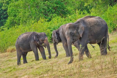 Sri Lanka Fili, Elephas maximus maximus, Minneriya Ulusal Parkı, Sri Lanka, Asya