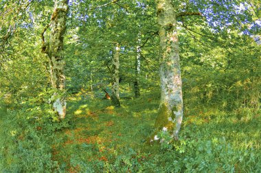 Orman manzarası, Valderejo Doğal Parkı, Valdegovia, Alava, Bask Ülkesi, İspanya, Avrupa