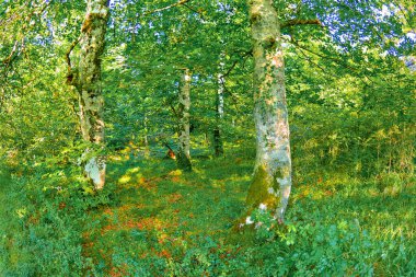 Forest Landscape, Valderejo Natural Park, Valdegovia, Alava, Basque Country, Spain, Europe clipart